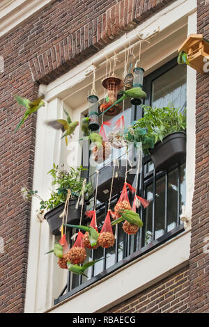 Les Pays-Bas, Amsterdam, Rose-ringed perruches (Psittacula krameri) dans les mangeoires avec des cacahuètes. Banque D'Images