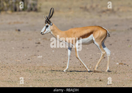 Vue latérale de l'antilope springbok naturelle (Antidorcas marsupialis) Promenade à pied dans le sable Banque D'Images