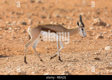 Le springbok (antidorcas antilope naturel marsupialis) Balade dans le sable dans les savanes Banque D'Images