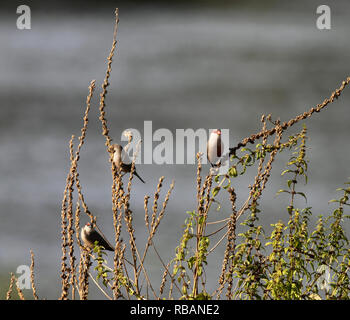 Common Waxbill Estrilda astrild - - est un beau petit oiseau d'Afrique du Sud a introduit au Portugal il y a des dizaines d'années, il est estimé que par accid Banque D'Images