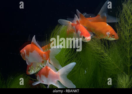 Une collection de poissons koï nageant dans l'eau Banque D'Images