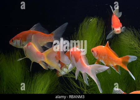 Une collection de poissons koï nageant dans l'eau Banque D'Images