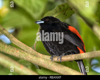 Tangara à croupion rouge mâle (Ramphocelus passerinii) comme exemple de dimorphisme entre les sexes chez les oiseaux du Costa Rica Banque D'Images