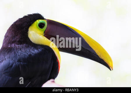Yellow-throated toucan (Ramphastos ambiguus), portrait sur fond blanc, Alajuela, Costa Rica Banque D'Images