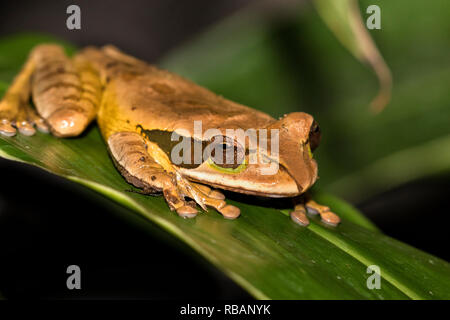 Rainette masqués (Smilisca phaeota) sur la feuille verte à forêt tropicale du Costa Rica Banque D'Images