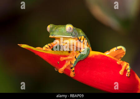 Grenouille de singe à pattes tigrées (Phyllomedusa tomopterna) assise dans une fleur de strelicia, Alajuela, Costa Rica Banque D'Images