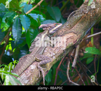 Brown adultes ou à rayures de Basilisk (Basiliscus vittatus) à rain forest, Quepos, Costa Rica Banque D'Images