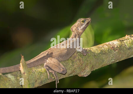 Brown ou à rayures de Basilisk (Basiliscus vittatus) à rain forest, Quepos, Costa Rica Banque D'Images