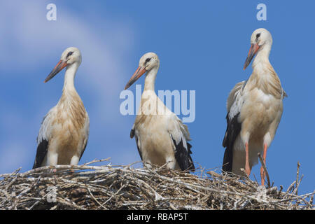 Cigogne Blanche (Ciconia ciconia), trois jeunes prêt à l'envol debout sur le bord du nid Banque D'Images