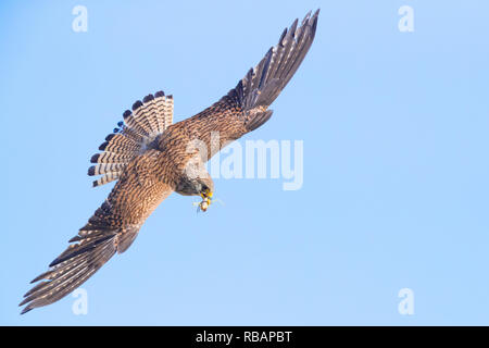 Faucon crécerellette (Falco naumanni), femme en vol montrant le dessus Banque D'Images