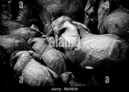 Les éléphants d'Afrique du Sud dans le Parc National de Kruger. Banque D'Images