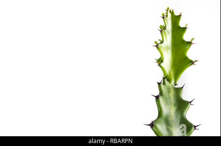 Bourgeon vert fraîcheur d'Euphorbia lactea, succulent plant isolé sur fond blanc Banque D'Images
