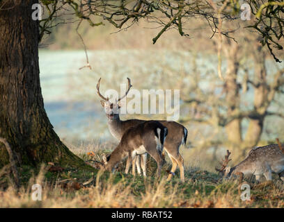 Le daim, Berkeley Deer Park, Gloucestershire. Banque D'Images