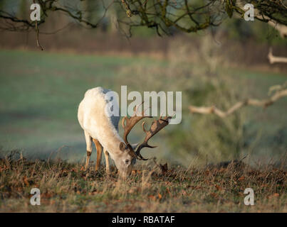 Le daim, Berkeley Deer Park, Gloucestershire Banque D'Images