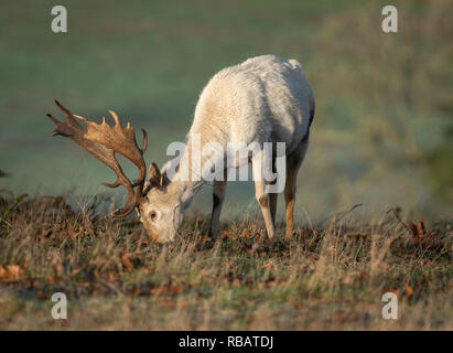 Le daim, Berkeley Deer Park, Gloucestershire Banque D'Images