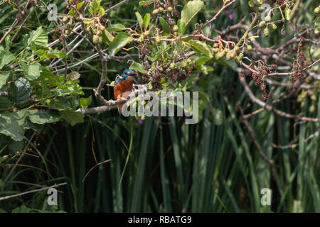 Kingfisher oiseau perché dans un arbre Banque D'Images