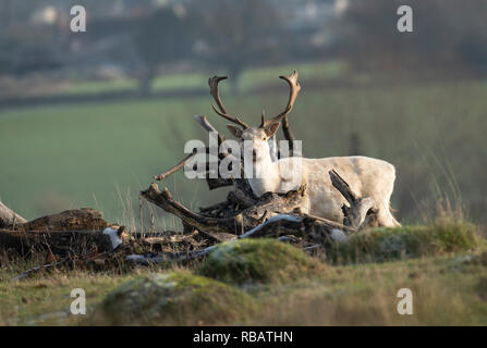 Le daim, Berkeley Deer Park, Gloucestershire Banque D'Images