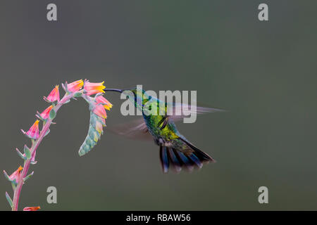 Colibri vert Violetear, dans Sevegre de Costa Rica Banque D'Images