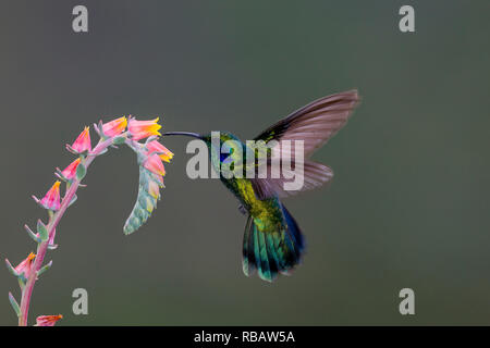 Colibri vert Violetear, dans Sevegre de Costa Rica Banque D'Images