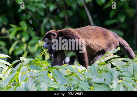 Geoffreys Singe-araignée, dans Torteguera, Parc National de la forêt tropicale du Costa Rica Banque D'Images