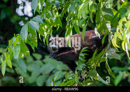 Geoffreys Singe-araignée, dans Torteguera, Parc National de la forêt tropicale du Costa Rica Banque D'Images