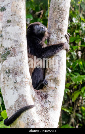 Geoffreys Singe-araignée, dans Torteguera, Parc National de la forêt tropicale du Costa Rica Banque D'Images