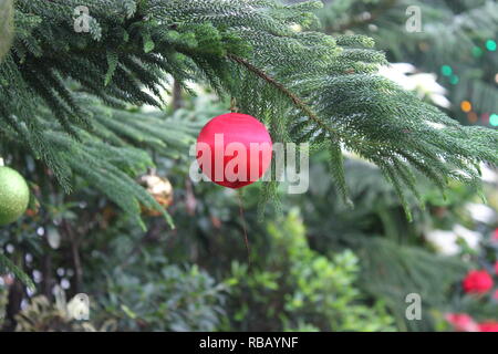 Boule décorative rouge vif à motif arbre de Noël commun accrochée à la branche d'un pin. Banque D'Images