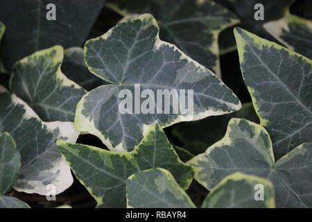 Algerain Ivy, Hedera algeriensis 'Gloire de Marengo', couvert de terre de classe croissant dans la prairie. Banque D'Images