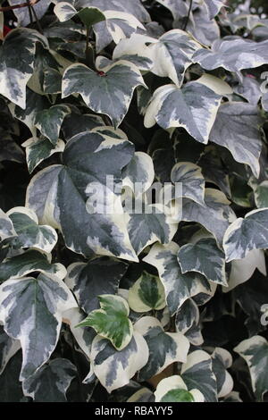 Algerain Ivy, Hedera algeriensis 'Gloire de Marengo', couvert de terre de classe croissant dans la prairie. Banque D'Images