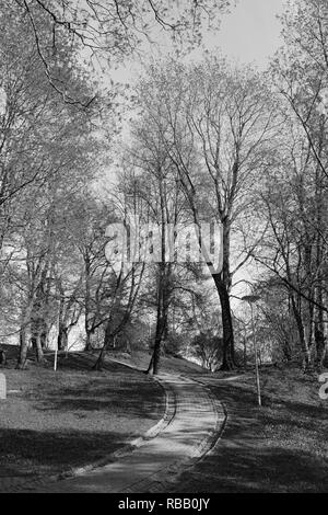 Chemin pavé conduit en amont par l'intermédiaire de tilleuls de Deer's Park à Tallinn, Estonie - traitement monochrome Banque D'Images