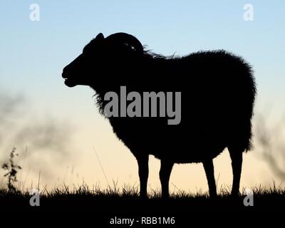 Hebridean (Ovis aries) ewe se découpant au coucher du soleil, Rutland Water, Rutland, UK, novembre. Banque D'Images