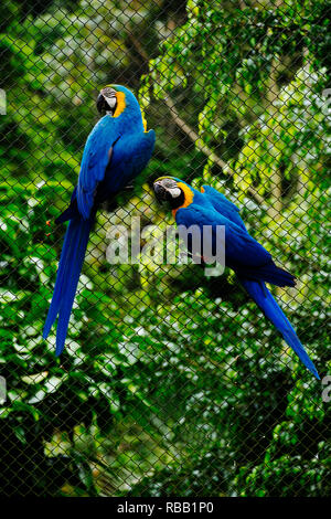 Aras secourus dans un zoo brésilien Banque D'Images