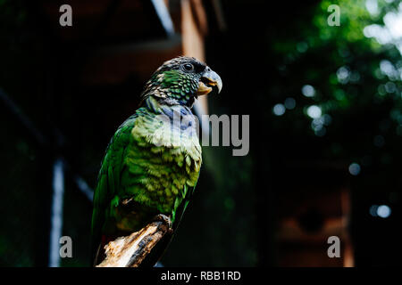 Perroquet sauvé dans un zoo du Brésil. Banque D'Images