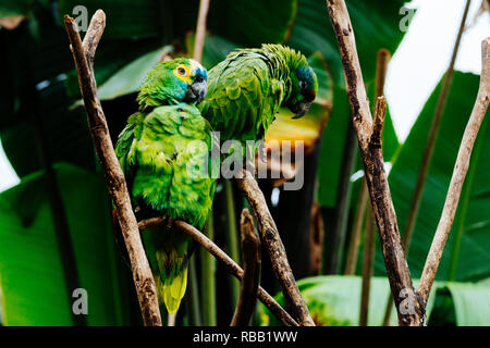 Orange-winged amazon est un perroquet d'Amérique du Sud, la Colombie, la Bolivie et le Brésil. Banque D'Images
