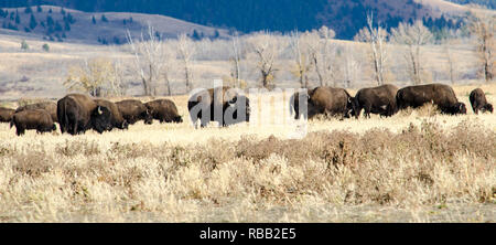 Bison américain le pâturage sur l'intervalle ouvert dans le Grand Teton National Park dans l'État américain du Wyoming Banque D'Images