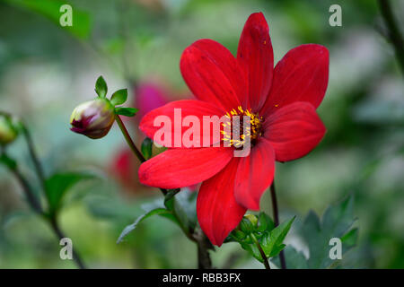 Dahlia évêque de llandaff, rouge pivoine, dahlias Dahlia floraison, la pivoine fleur Dahlia,jardin,vivaces Floral,RM Banque D'Images