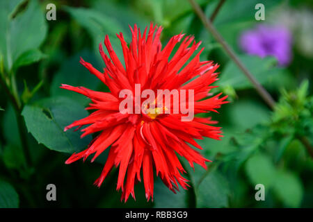 Hillcrest dahlia,royal,rouge,rouge,magenta dahlias cactus dahlia,,tropical, fleurs exotiques,RM Banque D'Images