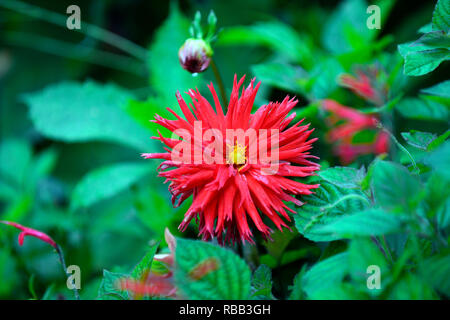 Hillcrest dahlia,royal,rouge,rouge,magenta dahlias cactus dahlia,,tropical, fleurs exotiques,RM Banque D'Images