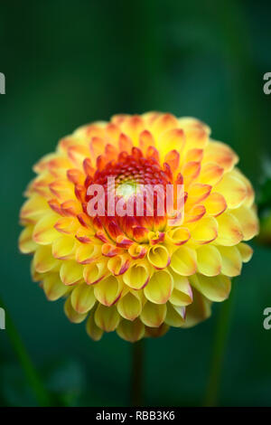 Sunny Boy,dahlia fleurs rouge jaune,Ball ball,Dahlia dahlias,RM,vivaces Floral Banque D'Images