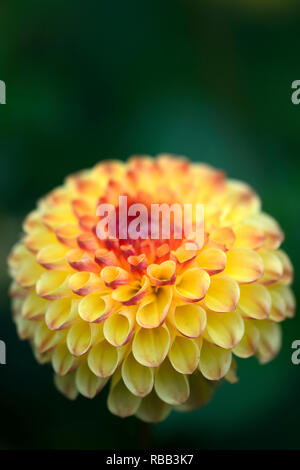 Sunny Boy,dahlia fleurs rouge jaune,Ball ball,Dahlia dahlias,RM,vivaces Floral Banque D'Images