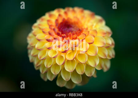 Sunny Boy,dahlia fleurs rouge jaune,Ball ball,Dahlia dahlias,RM,vivaces Floral Banque D'Images