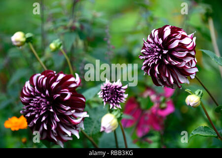 Tartan Dahlia dahlias dinnerplate dinnerplate,,dahlia,Bourgogne blanc,violet,blanc,fleurs,fleurs,fleurs,fleurs vivaces RM Banque D'Images