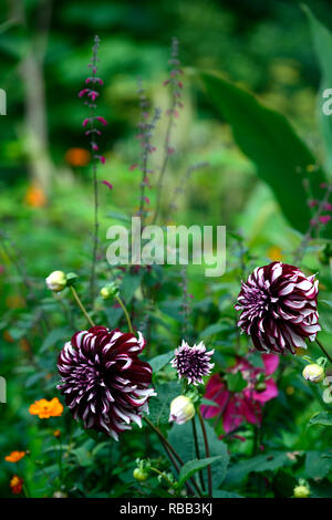 Tartan Dahlia dahlias dinnerplate dinnerplate,,dahlia,Bourgogne blanc,violet,blanc,fleurs,fleurs,fleurs,fleurs vivaces RM Banque D'Images