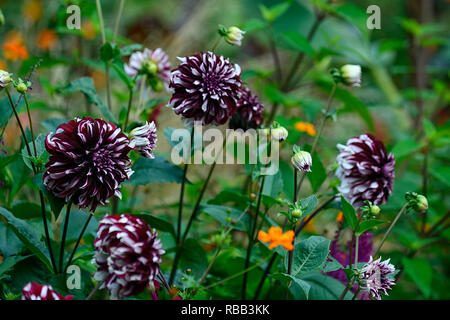 Tartan Dahlia dahlias dinnerplate dinnerplate,,dahlia,Bourgogne blanc,violet,blanc,fleurs,fleurs,fleurs,fleurs vivaces RM Banque D'Images