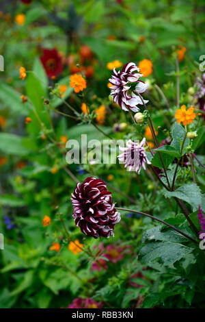 Tartan Dahlia dahlias dinnerplate dinnerplate,,dahlia,Bourgogne blanc,violet,blanc,fleurs,fleurs,fleurs,fleurs vivaces RM Banque D'Images