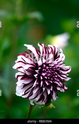 Tartan Dahlia dahlias dinnerplate dinnerplate,,dahlia,Bourgogne blanc,violet,blanc,fleurs,fleurs,fleurs,fleurs vivaces RM Banque D'Images