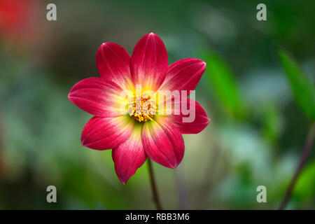 Dahlia Twyning's Revel,orange,corail couleur jaune fleur fleurs,fleurs,Fleurs,RM Banque D'Images