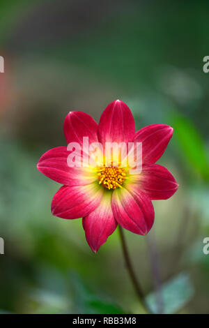 Dahlia Twyning's Revel,orange,corail couleur jaune fleur fleurs,fleurs,Fleurs,RM Banque D'Images