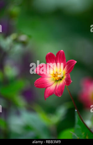 Dahlia Twyning's Revel,orange,corail couleur jaune fleur fleurs,fleurs,Fleurs,RM Banque D'Images