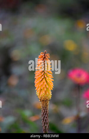 Kniphofia popsicle mangue,red hot poker popsicle Mangue, Orange, fleurs,fleurs,Crampons Crampons,fleurs,Fleurs,RM Banque D'Images